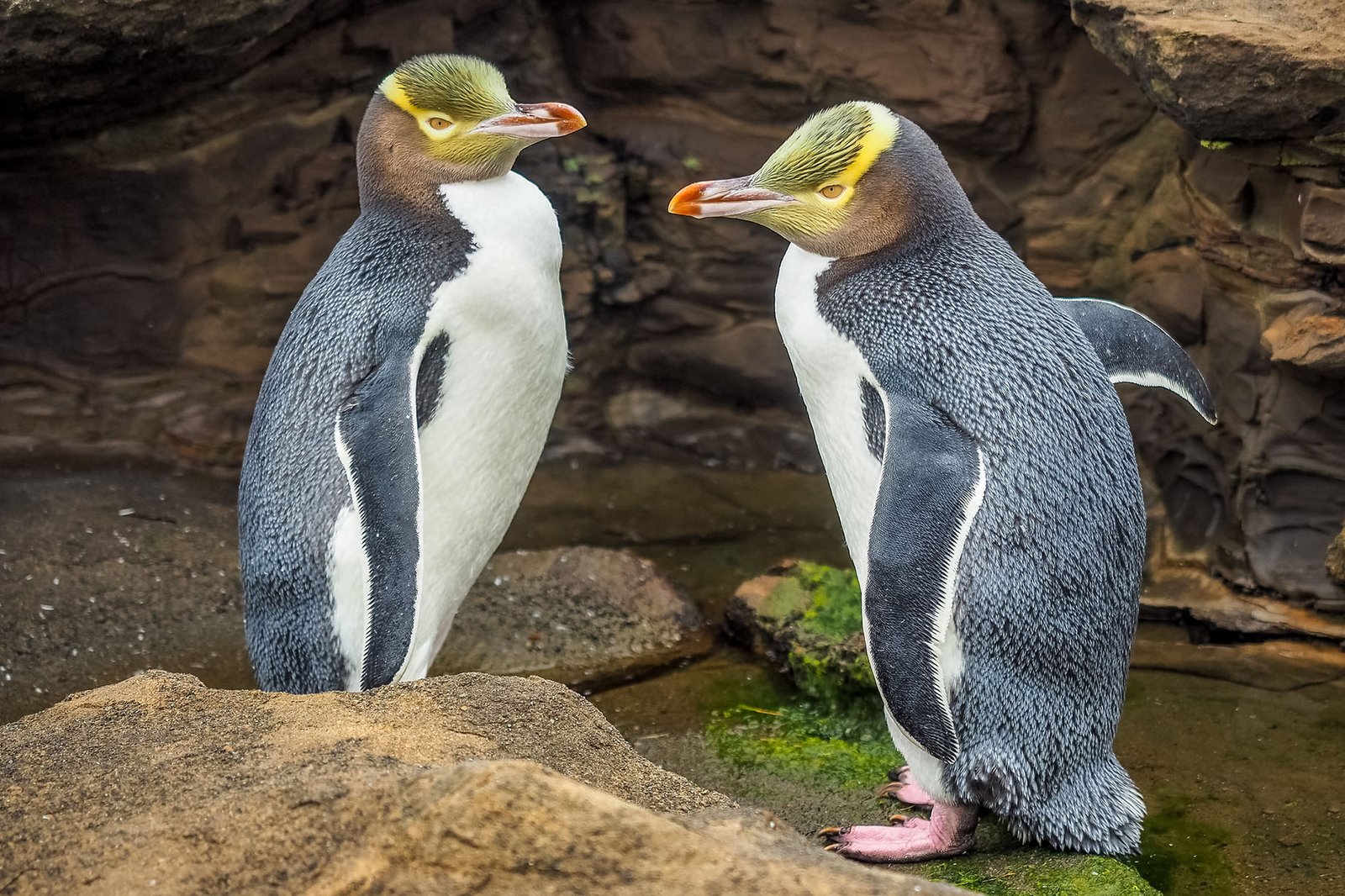 Wild animals in New Zealand